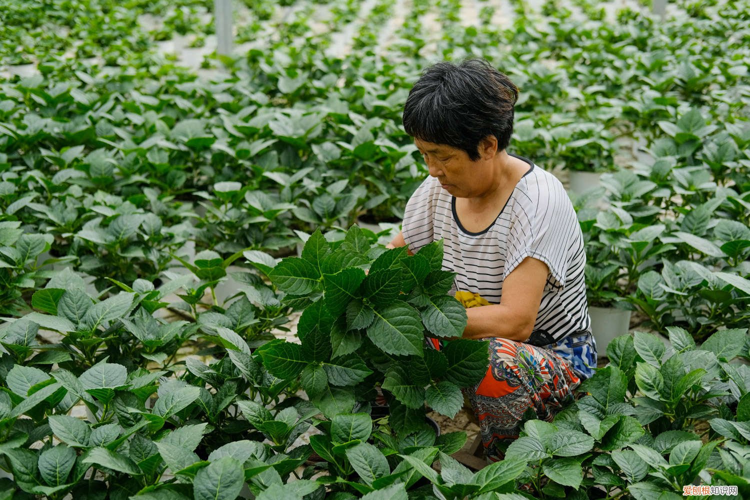 绣球花什么时候移栽 绣球花几月份移栽