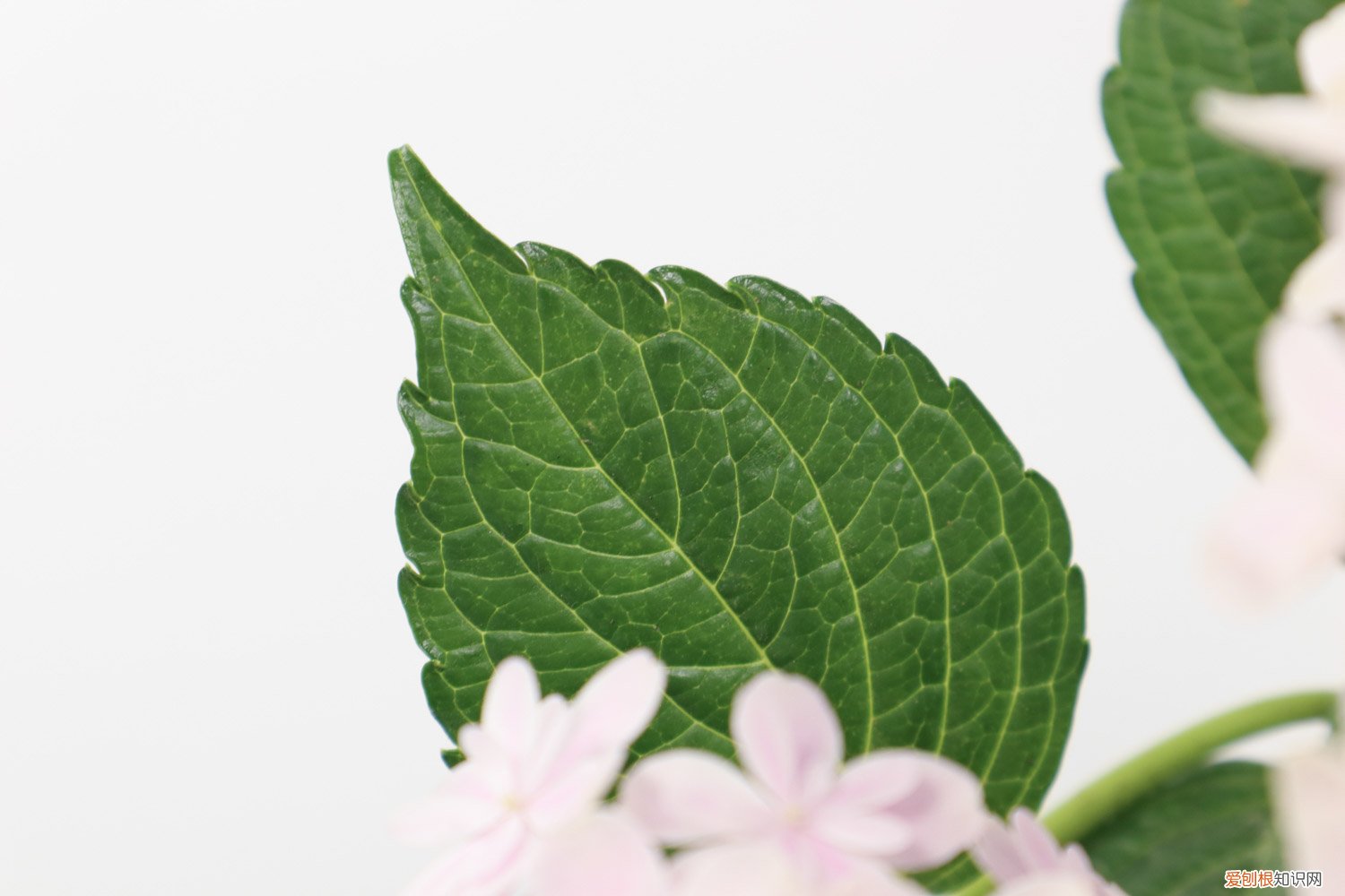 绣球花什么时候移栽 绣球花几月份移栽