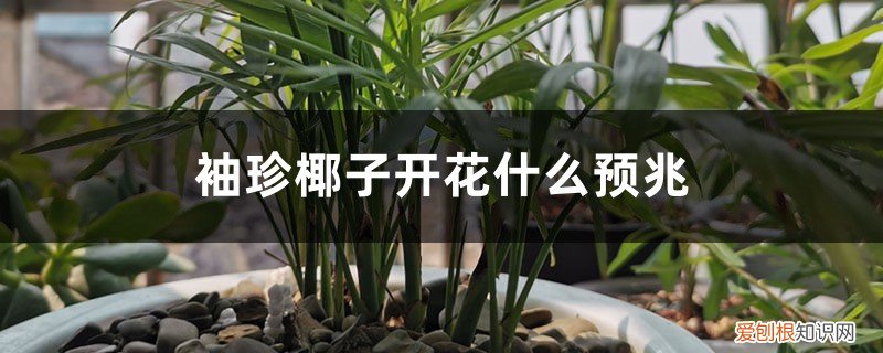 袖珍椰子开花什么预兆,怎么养才会开花结果 袖珍椰子开花什么预兆,怎么养才会开花