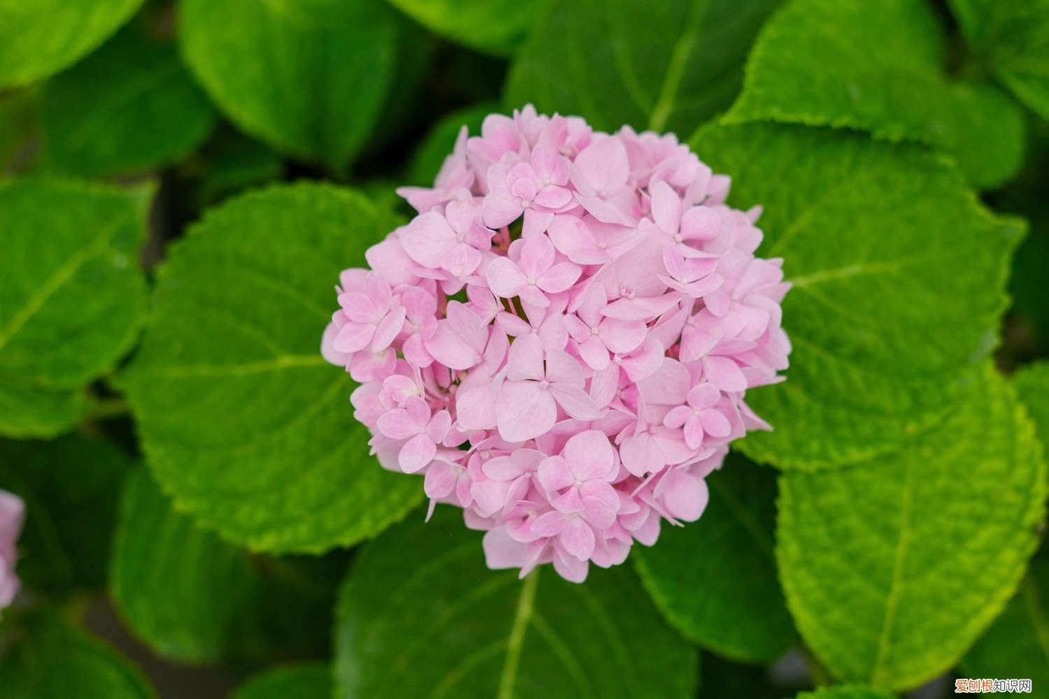 绣球花几月换盆合适 绣球花几月份换盆好，换盆注意事项
