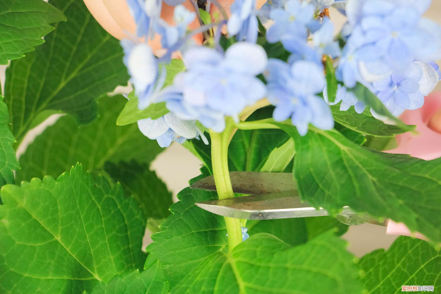 绣球花几月换盆合适 绣球花几月份换盆好，换盆注意事项