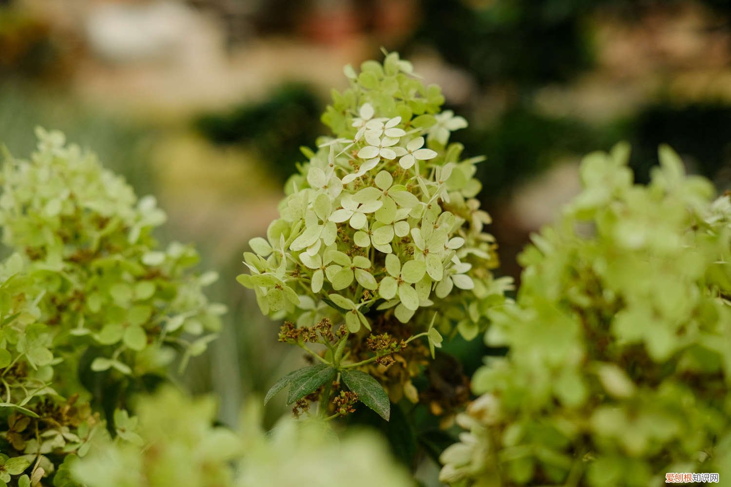 绣球花几月换盆合适 绣球花几月份换盆好，换盆注意事项