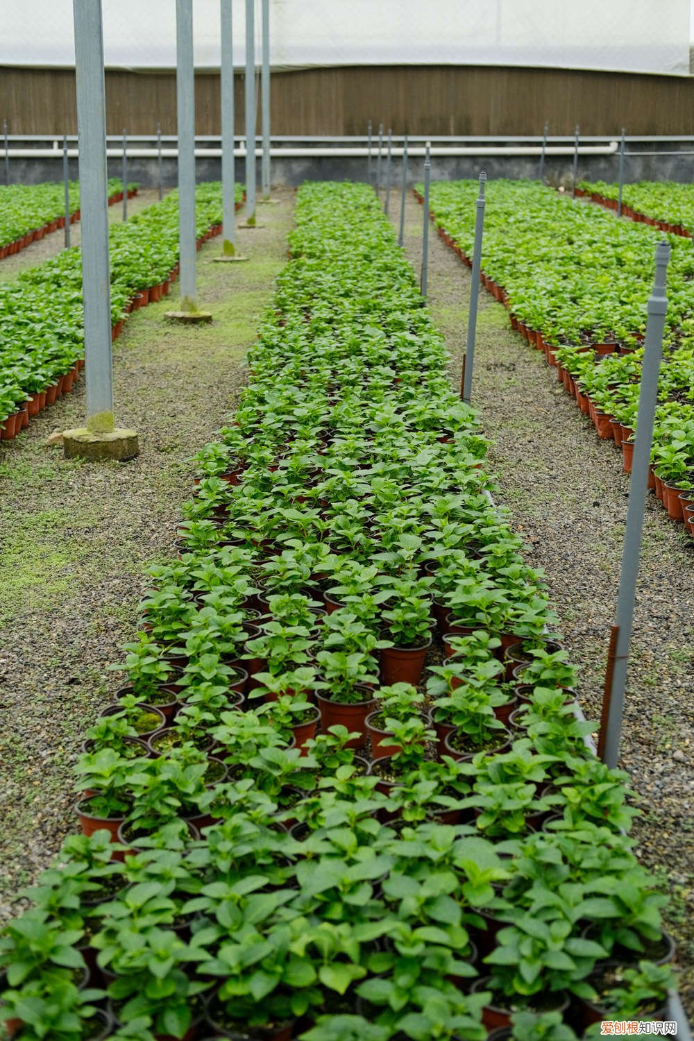 绣球夏天会晒死吗 绣球冬天室外会冻死吗
