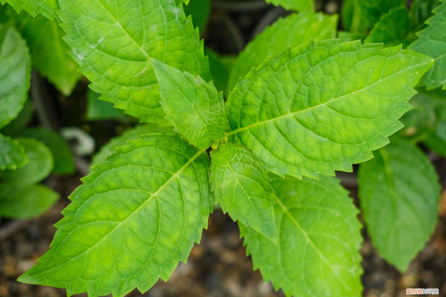 绣球夏天会晒死吗 绣球冬天室外会冻死吗