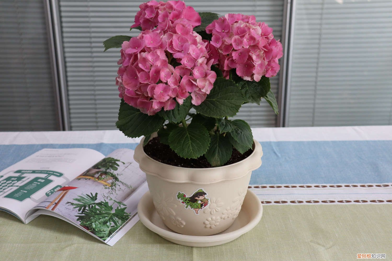 绣球夏天会晒死吗 绣球冬天室外会冻死吗