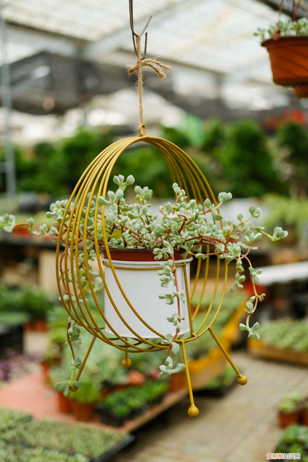 新手如何养多肉冬季 新手如何养多肉