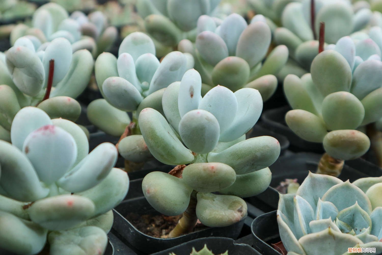 新手如何养多肉冬季 新手如何养多肉