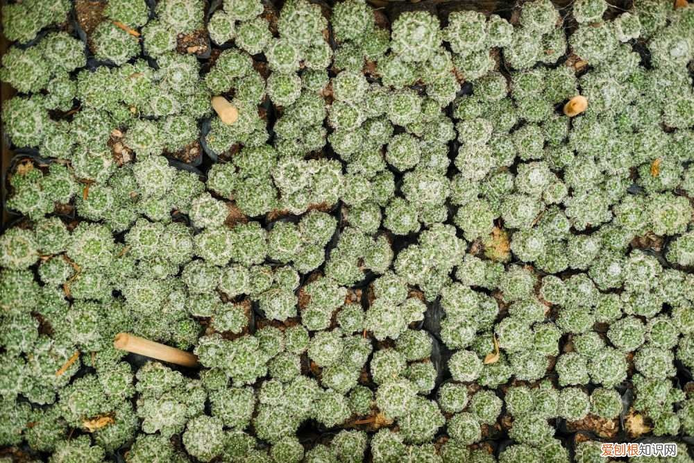 网购回来的仙人球怎么种植 新买的仙人球怎么种植