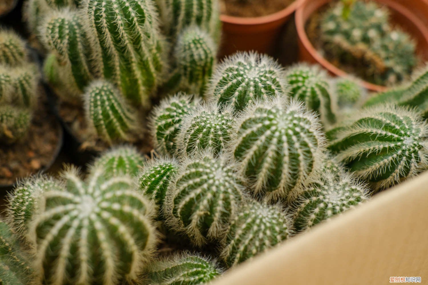 网购回来的仙人球怎么种植 新买的仙人球怎么种植