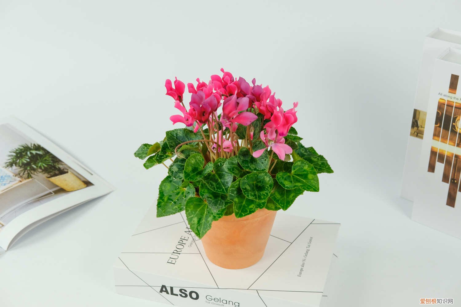 仙客来可以在室内养吗 仙客来适合室内养吗