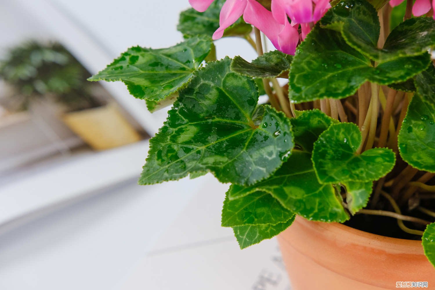 仙客来可以在室内养吗 仙客来适合室内养吗