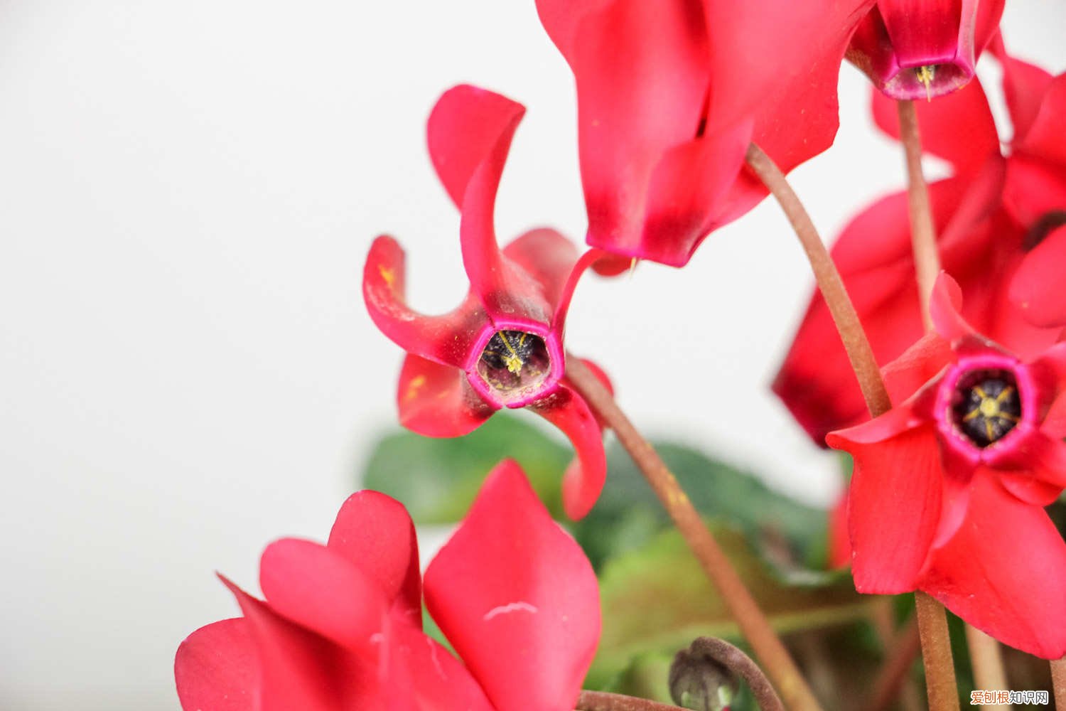 仙客来可以在室内养吗 仙客来适合室内养吗