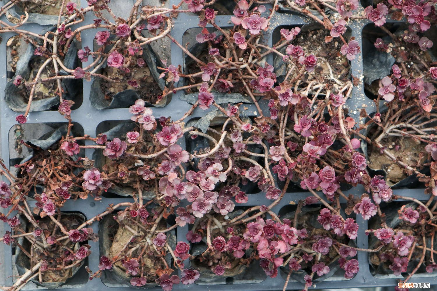 小球玫瑰锦好养活吗 小球玫瑰锦怎么爆盆