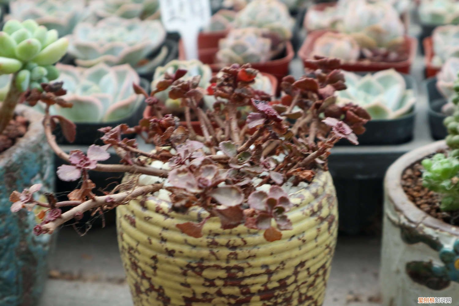 小球玫瑰锦好养活吗 小球玫瑰锦怎么爆盆