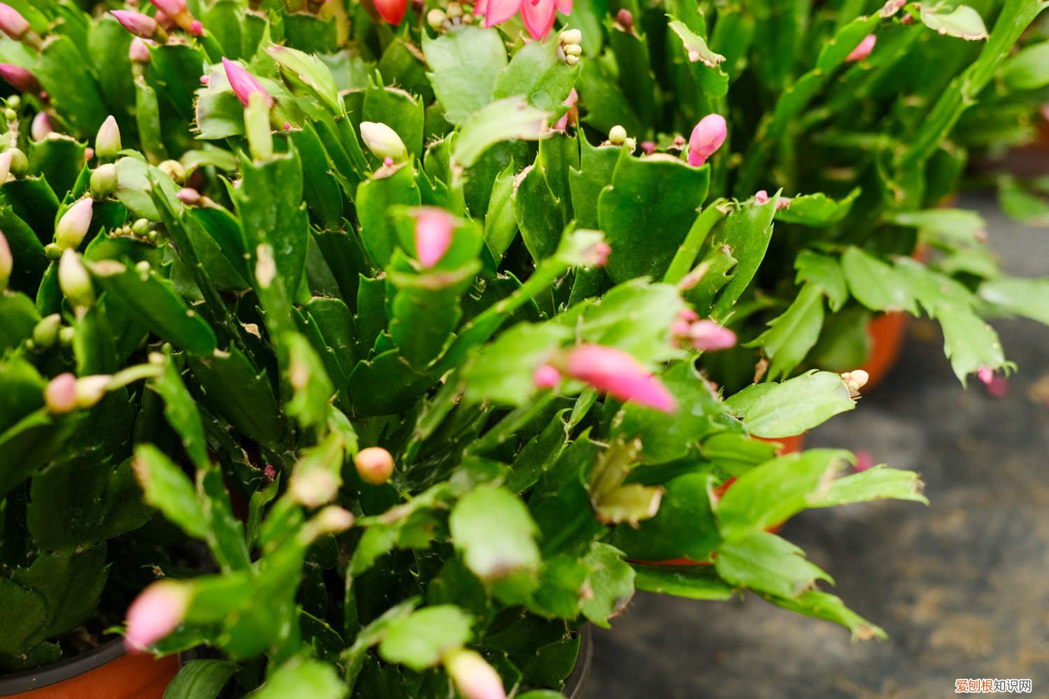 蟹爪兰长了新叶剪去吗 蟹爪兰新叶要掐吗