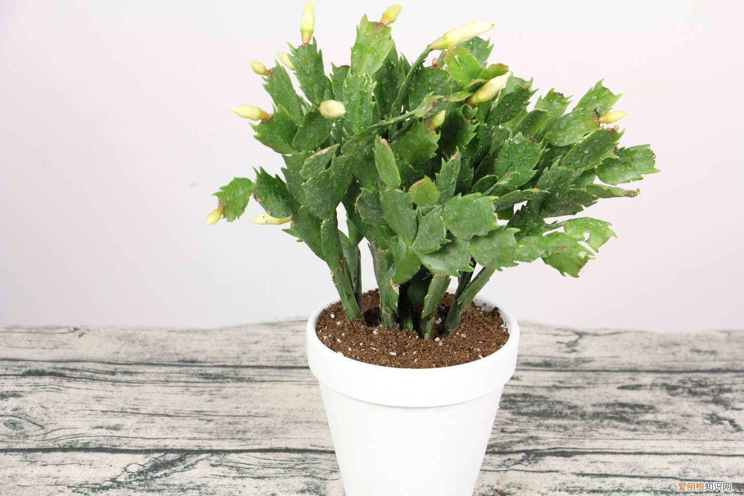 蟹爪兰怎么嫁接到仙人掌上图片 蟹爪兰怎么嫁接到仙人掌上