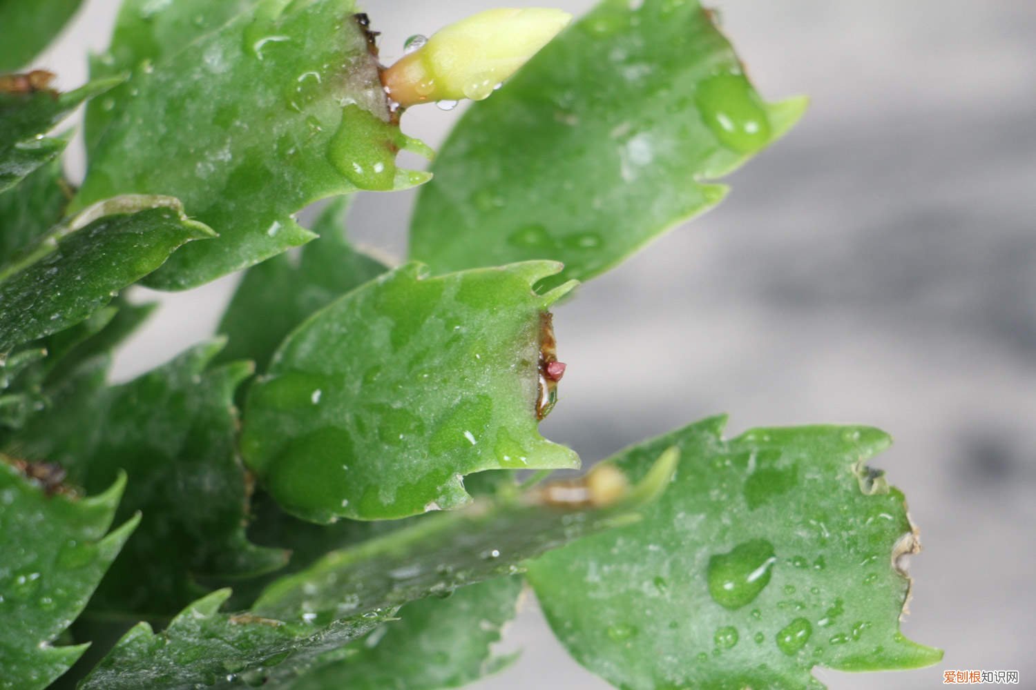 蟹爪兰怎么嫁接到仙人掌上图片 蟹爪兰怎么嫁接到仙人掌上