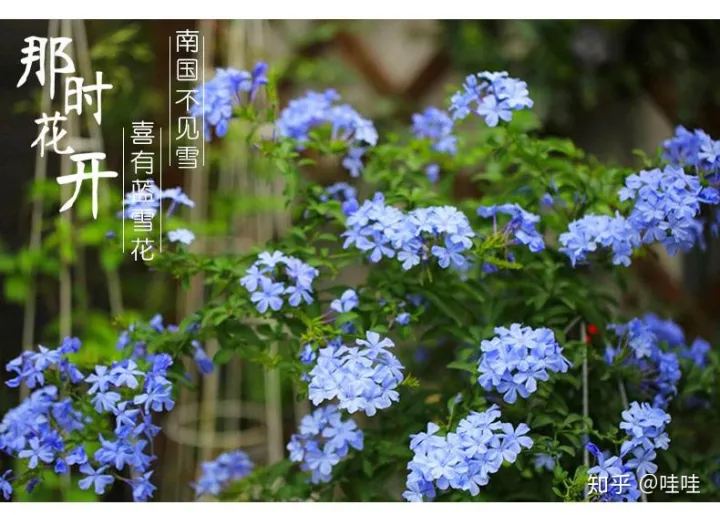 我想养的植物仙人掌作文，仙人掌都能养死，但还想养花怎么办？这本书让你从植物杀手变身为高手