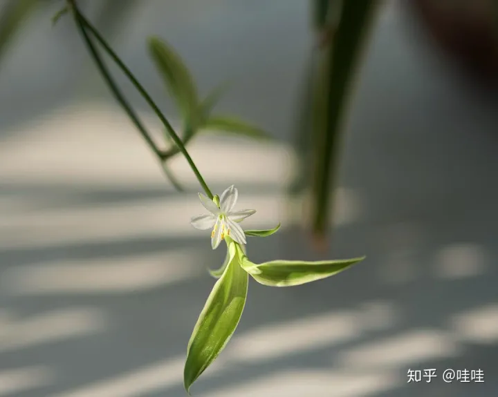 我想养的植物仙人掌作文，仙人掌都能养死，但还想养花怎么办？这本书让你从植物杀手变身为高手