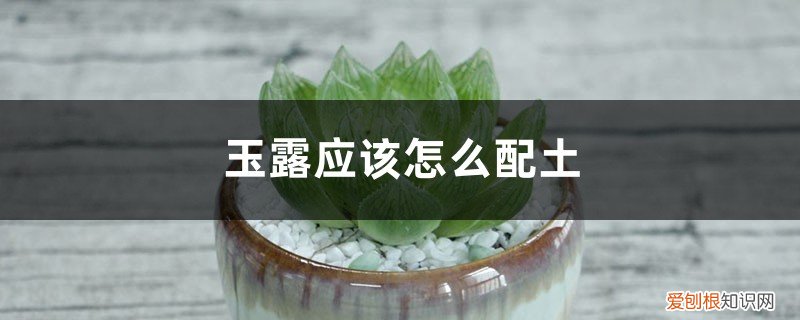 玉露如何配土 玉露应该怎么配土