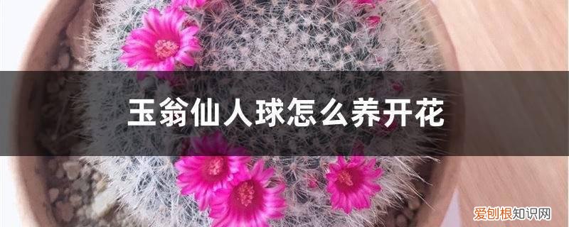 玉翁仙人球好不好养 玉翁仙人球怎么养开花