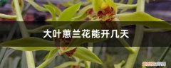 大叶蕙兰什么时候开花 大叶蕙兰花能开几天