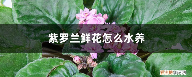 紫罗兰如何水养 紫罗兰鲜花怎么水养