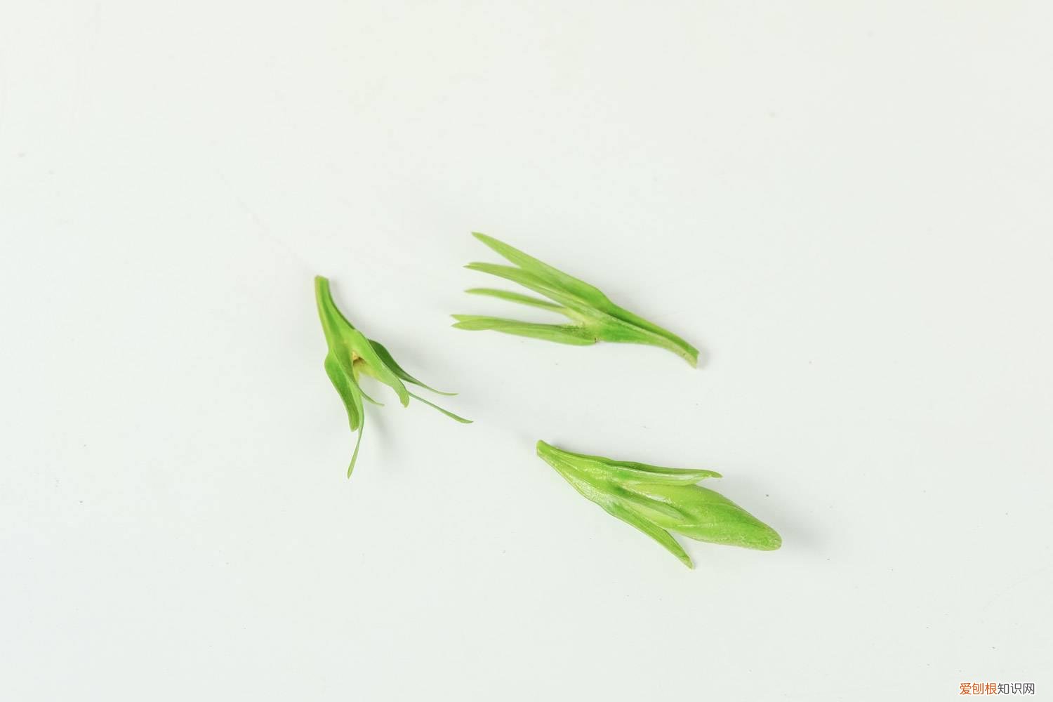 栀子花喜欢水吗? 栀子花喜欢水吗