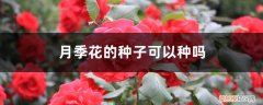 月季花可以种子繁殖吗 月季花的种子可以种吗