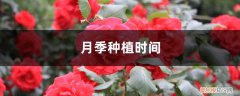 月季种植最佳时间 月季种植时间