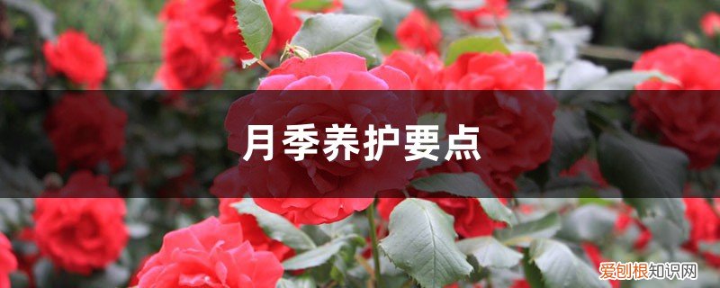 月季养护要点有哪些 月季养护要点