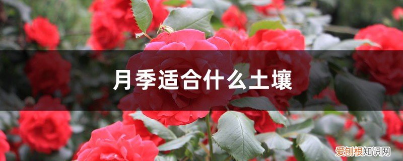 月季适合什么土壤养 月季适合什么土壤
