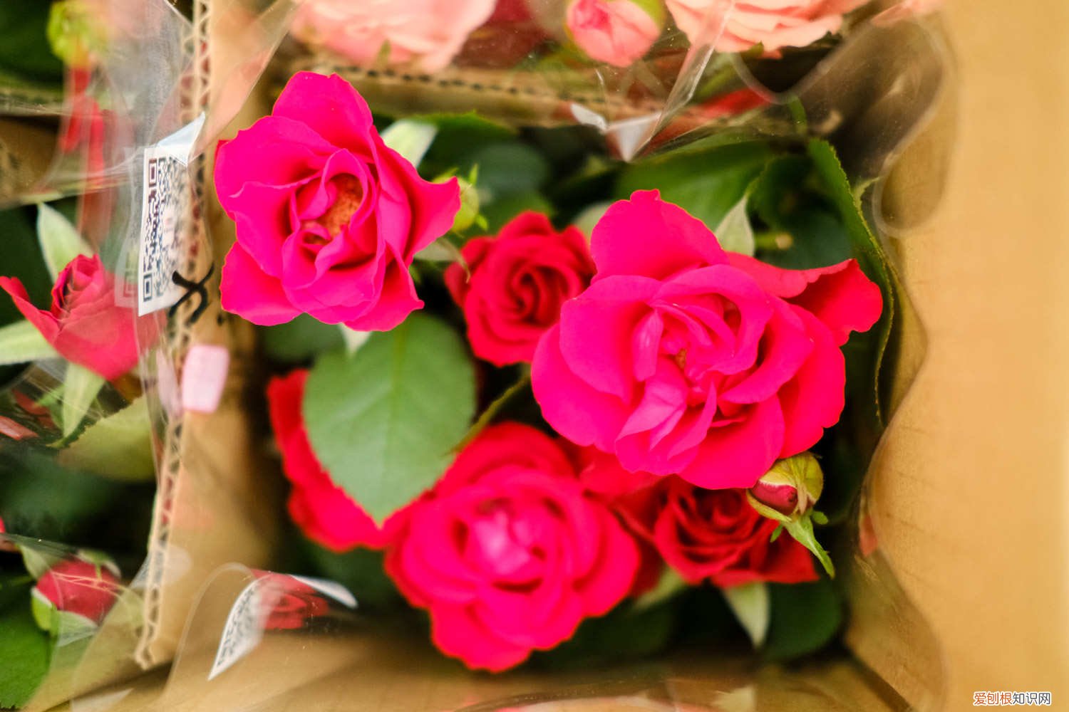 月季花用什么花肥好 月季花用什么肥料最佳