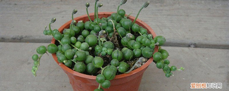 植物翡翠珠怎么养 翡翠珠怎么养