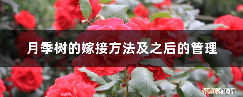 怎么嫁接月季树 月季树的嫁接方法及之后的管理