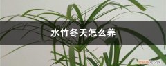 冬天的水竹怎么养 水竹冬天怎么养