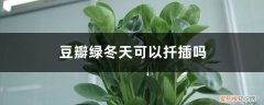 豆瓣绿的叶子能扦插吗 豆瓣绿冬天可以扦插吗