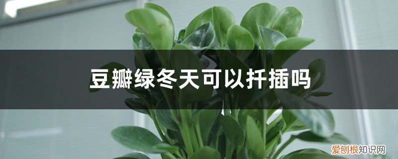 豆瓣绿的叶子能扦插吗 豆瓣绿冬天可以扦插吗