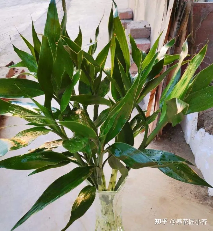 啥花能吃啊,想要养好花,先懂花儿想“吃啥”,你“学会了”?哎!