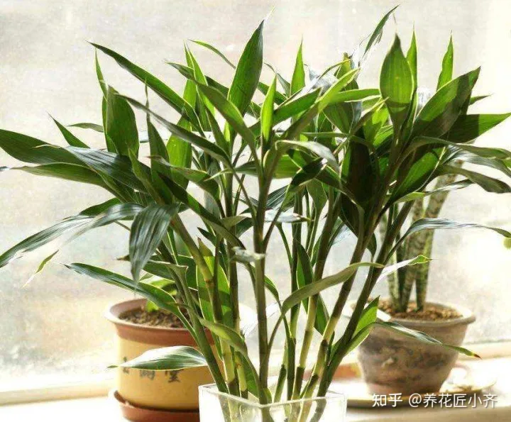 啥花能吃啊,想要养好花,先懂花儿想“吃啥”,你“学会了”?哎!