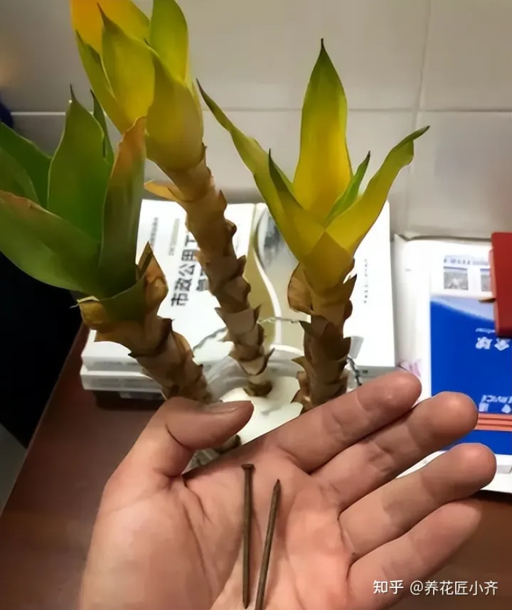 啥花能吃啊,想要养好花,先懂花儿想“吃啥”,你“学会了”?哎!