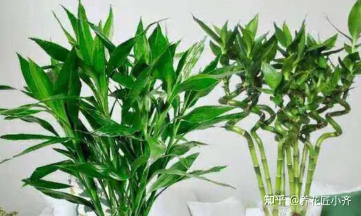 啥花能吃啊,想要养好花,先懂花儿想“吃啥”,你“学会了”?哎!
