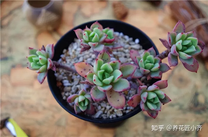 啥花能吃啊,想要养好花,先懂花儿想“吃啥”,你“学会了”?哎!