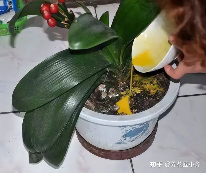 啥花能吃啊,想要养好花,先懂花儿想“吃啥”,你“学会了”?哎!