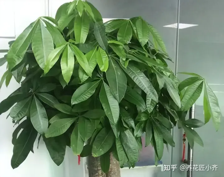 啥花能吃啊,想要养好花,先懂花儿想“吃啥”,你“学会了”?哎!