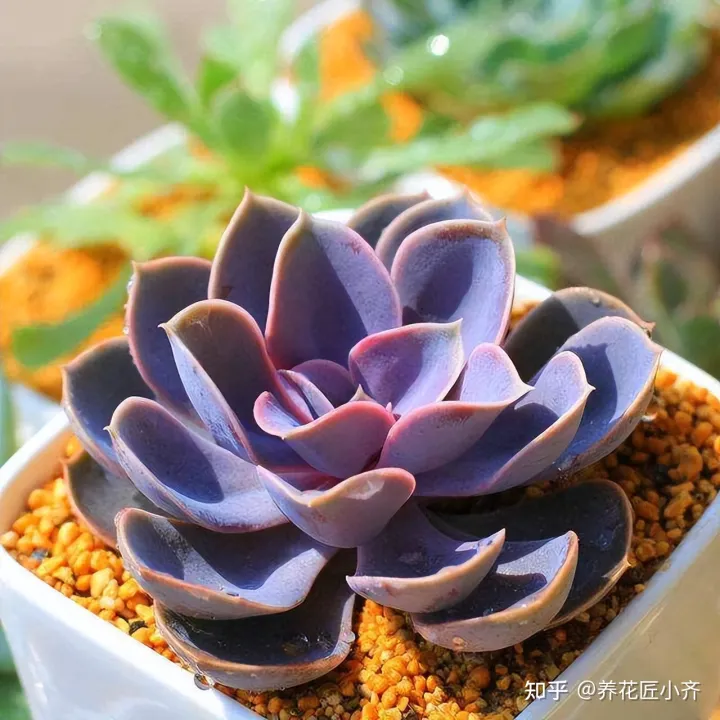 啥花能吃啊,想要养好花,先懂花儿想“吃啥”,你“学会了”?哎!