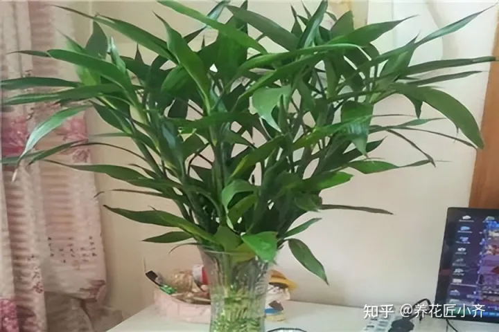 啥花能吃啊,想要养好花,先懂花儿想“吃啥”,你“学会了”?哎!