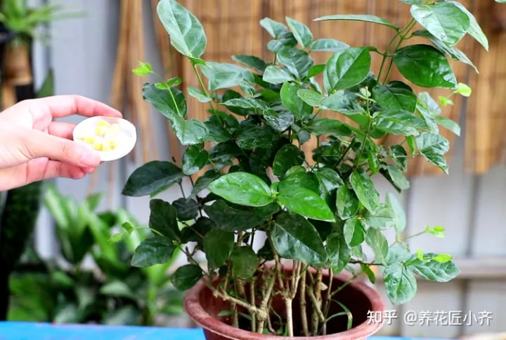 啥花能吃啊,想要养好花,先懂花儿想“吃啥”,你“学会了”?哎!