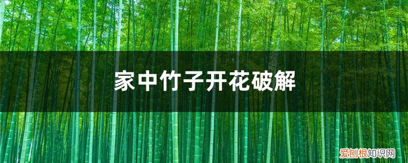 家里竹子开花应该怎么办 家中竹子开花破解，为什么开花