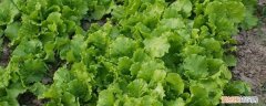 什么蔬菜适合冬天盆栽 冬天盆栽蔬菜有哪些